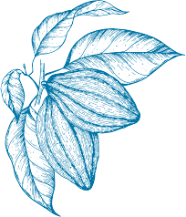 Cocoa engraving