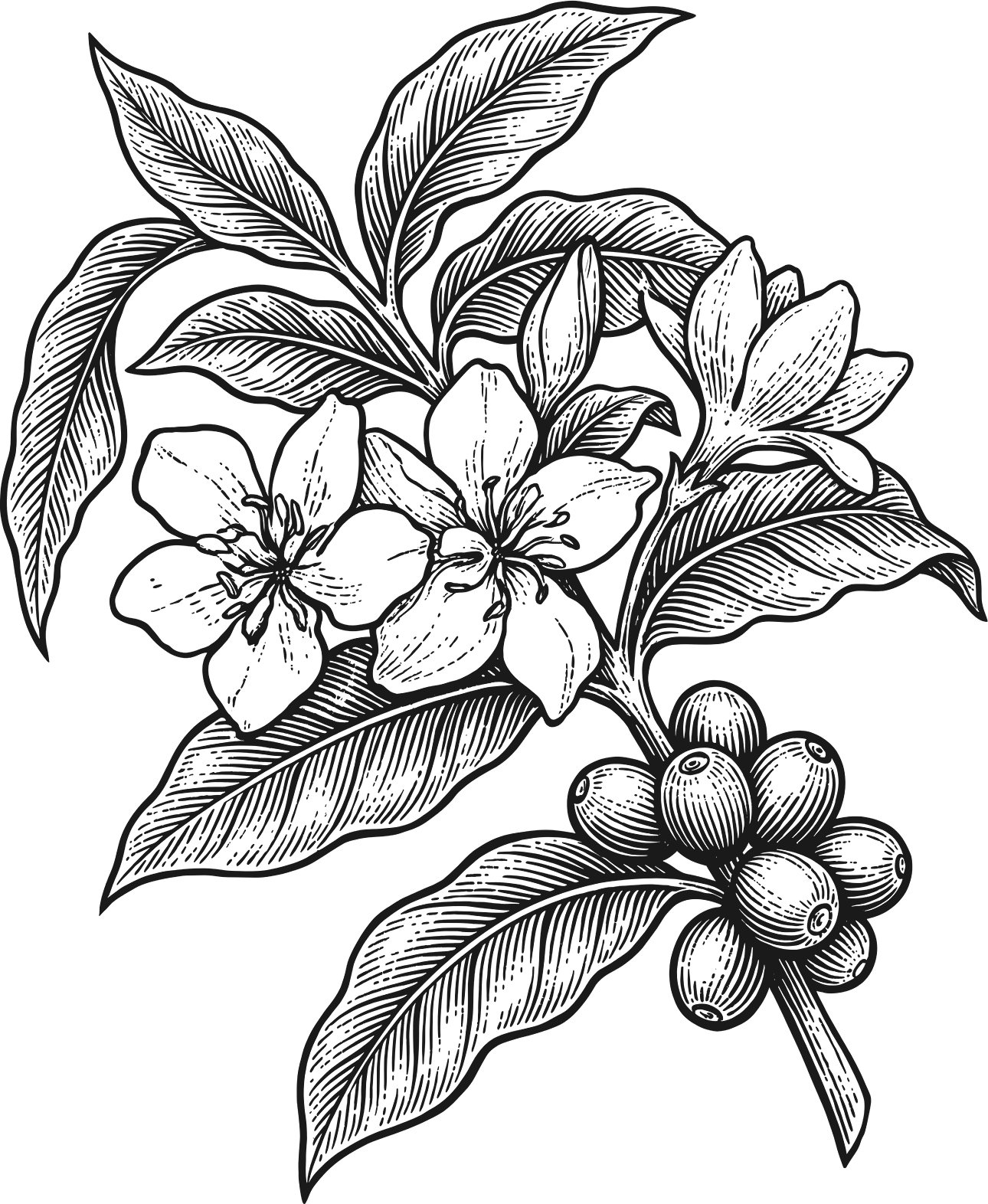 The coffee flower engraving