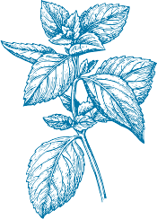 Mint engraving