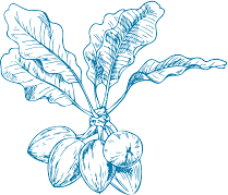 Shea engraving