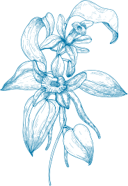 Vanilla engraving